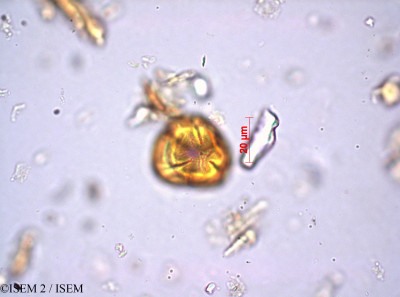 ISEM 2/Blaeria_ericoides_24451/Blaeria_ericoides_24451_0001(copy)_thumb.jpg